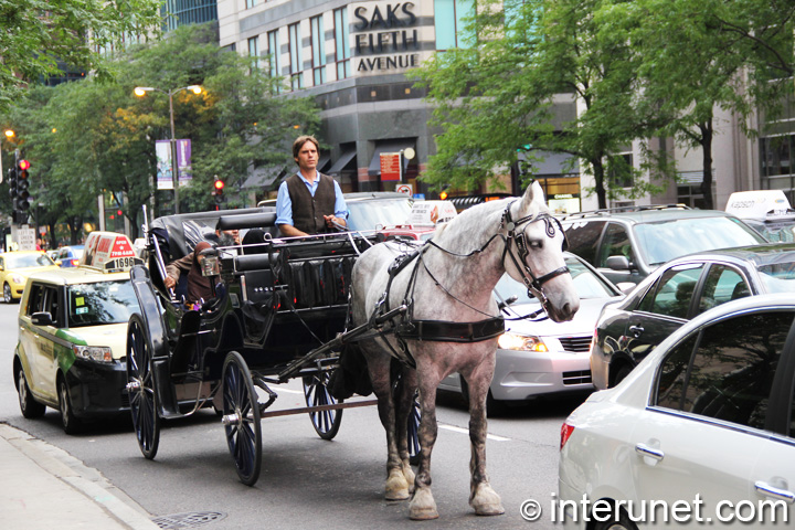 Magnificent Mile Carriage ride on Magnificent Mile