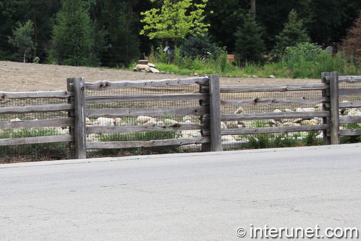 animals barrier animals-barrier-fence-in-zoo