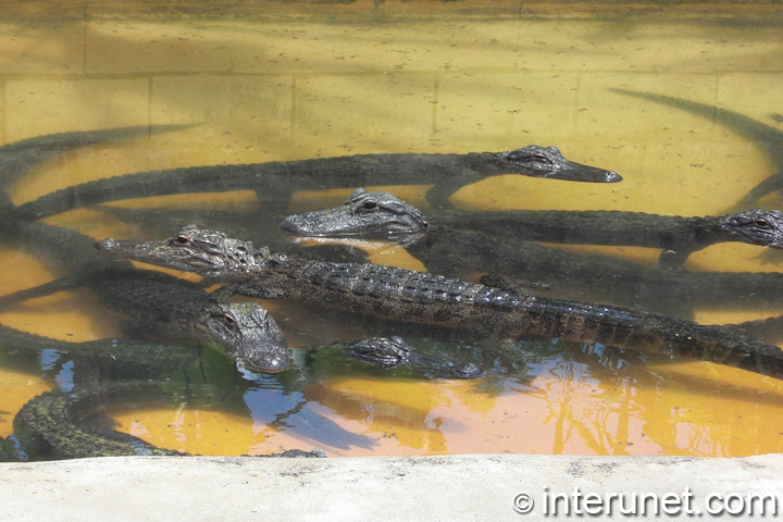 Alligators-in-Everglades-Alligator-Farm