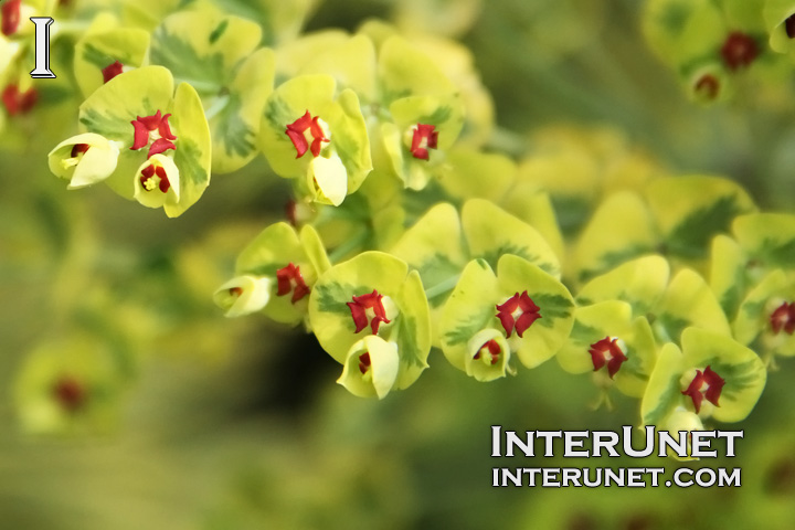 Euphorbia x ‘Ascot Rainbow’