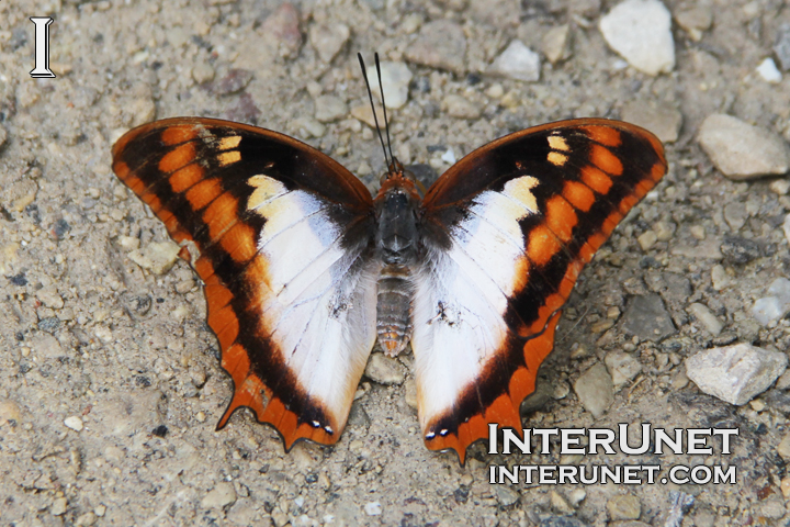 Flame–bordered-Charaxes Charaxes-protoclea 