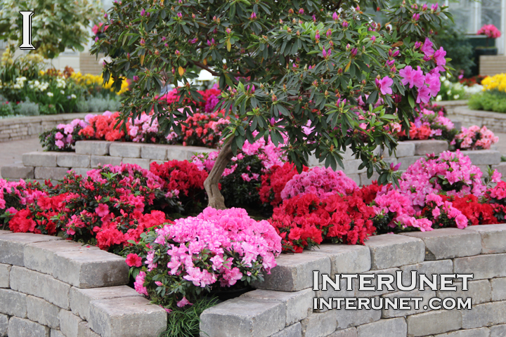 flowers-in-Garfield-Park-Conservatory