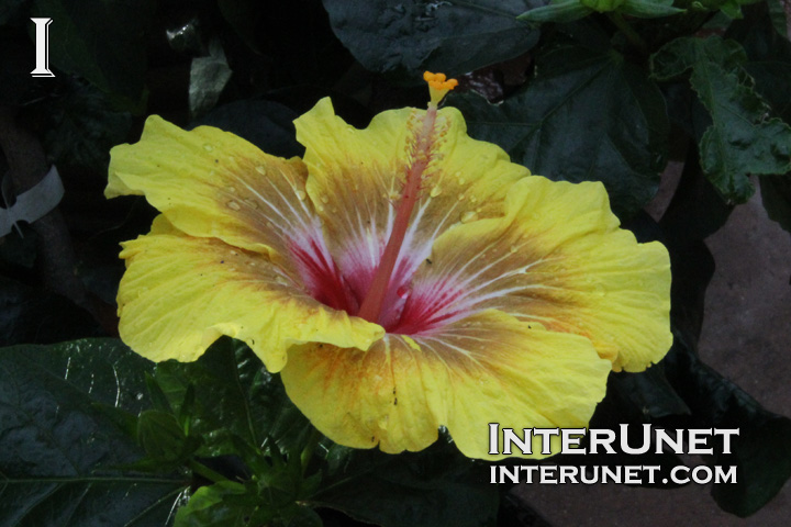 Hidden-Valley-Hibiscus