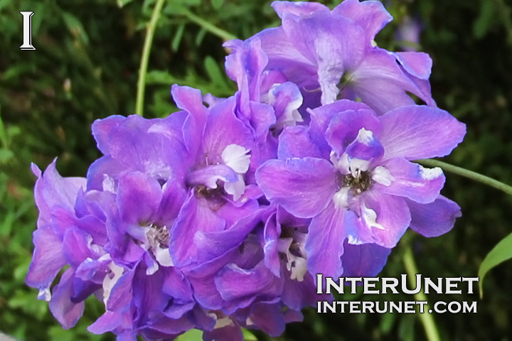 Larkspur-Delphinium-elatum 