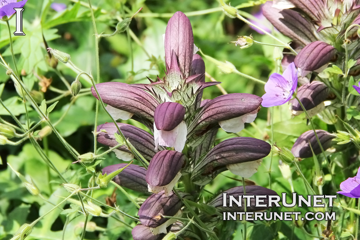 Long-leaved Bear’s Breeches, Acanthus hungaricus