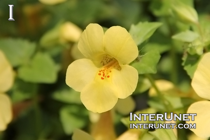 Monkey Flower Mimulus Hybrid ‘Atlantis Mix’