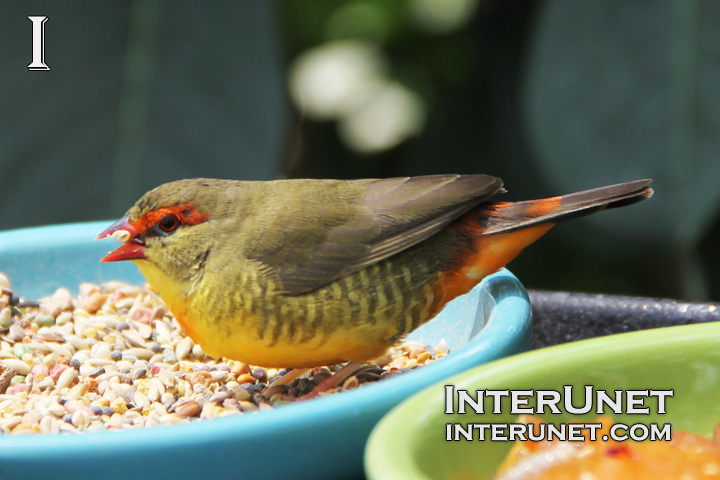 Orange-breasted-Waxbill