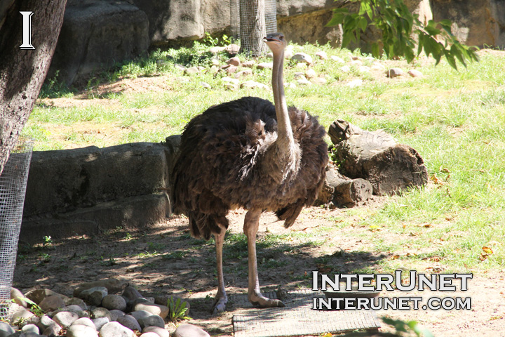 Ostrich