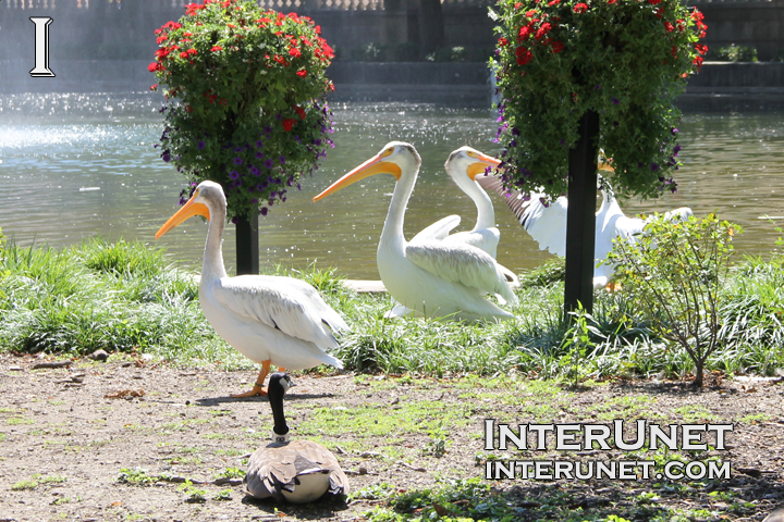 Pelicans-in-Brookfield-Zoo