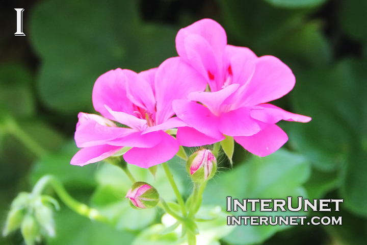 Pink-Ivy-Geranium-Pelargonium-peltatum 