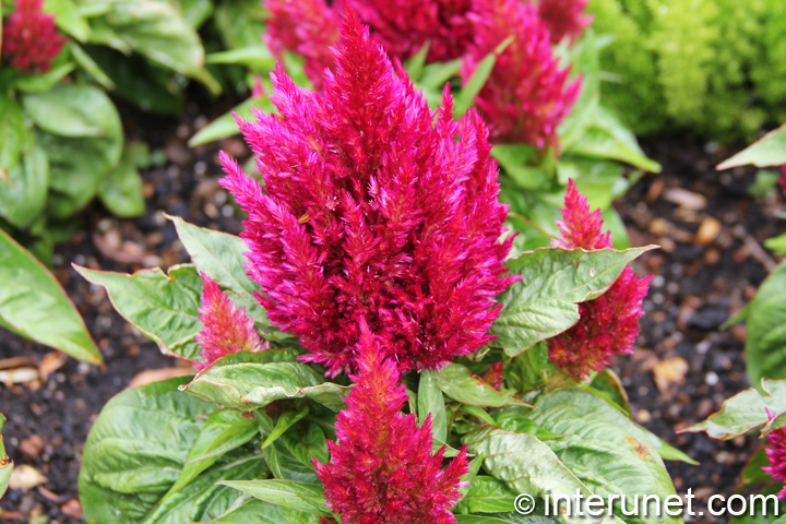 Plumed-Celosia