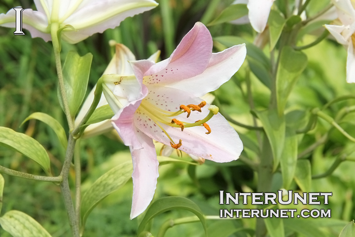 Lilium ‘Robina’ Robina Orienpet Lily