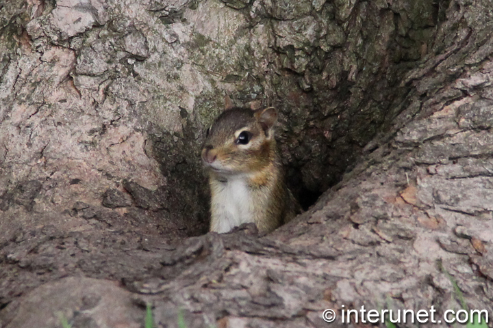 Siberian-chipmunk