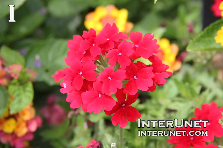 Dark-Red-Verbena