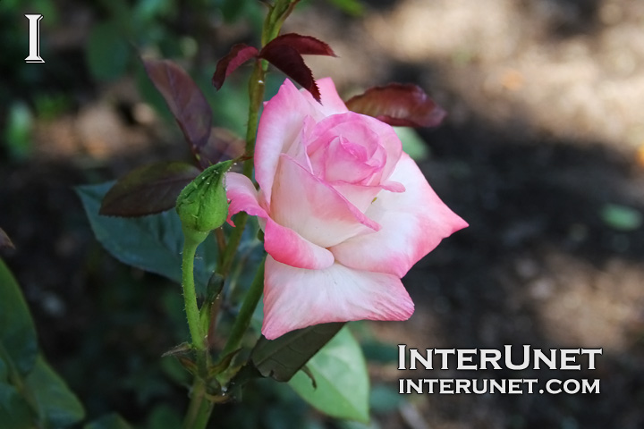 rose