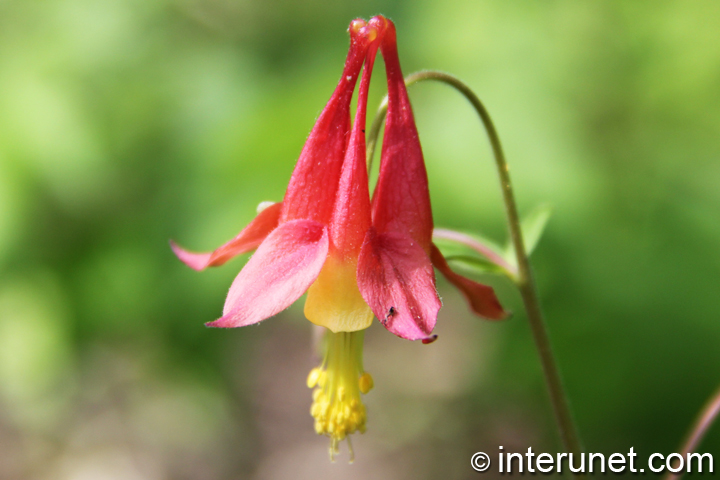 amazing-pink-yellow-flower