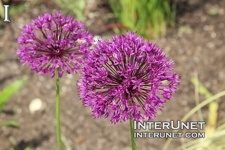 amazing-purple-flowers