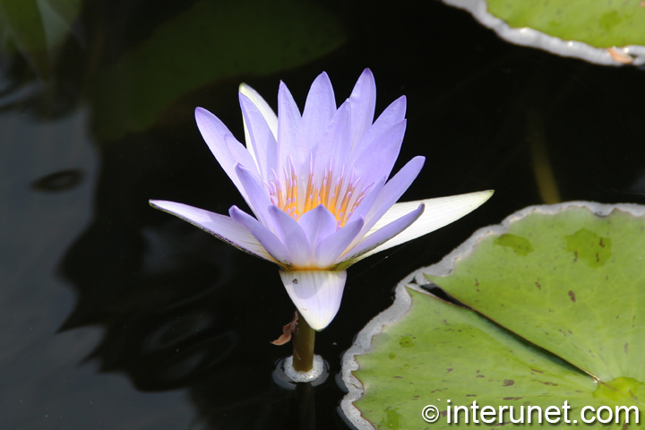 amazing-purple-water-lily