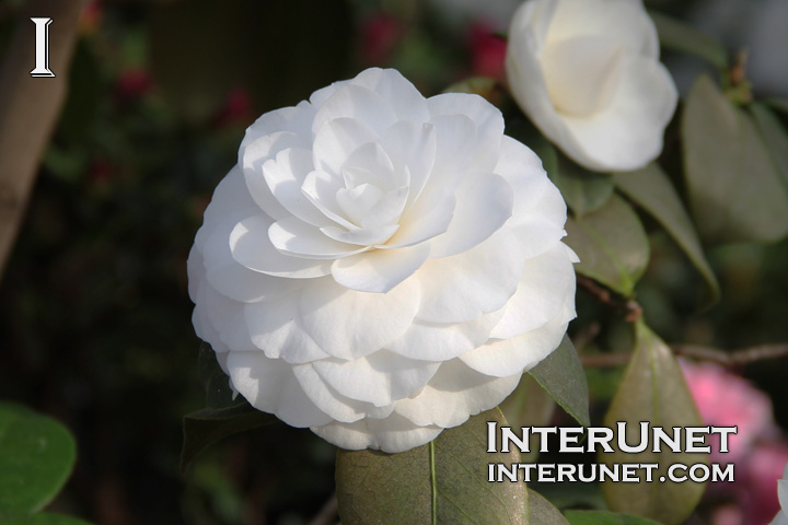 amazing-white-flower