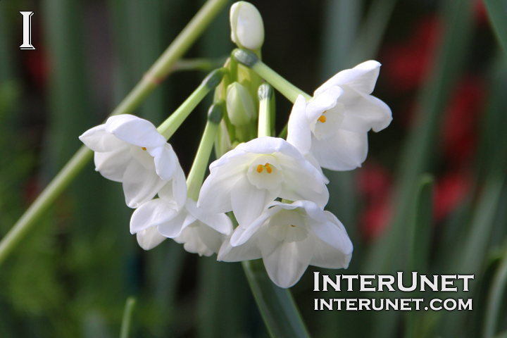 amazing-white-flowers
