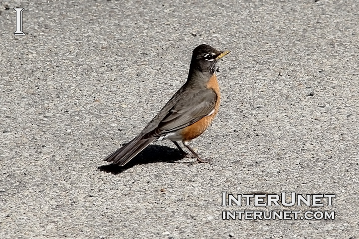 american-robin
