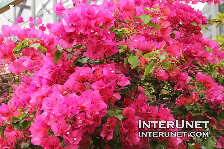 azalea-pink