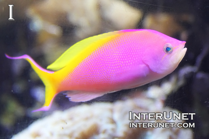 bartlett’s anthias, Pseudanthias bartlettorum