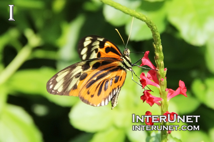 beautiful-butterfly-on-the-flower