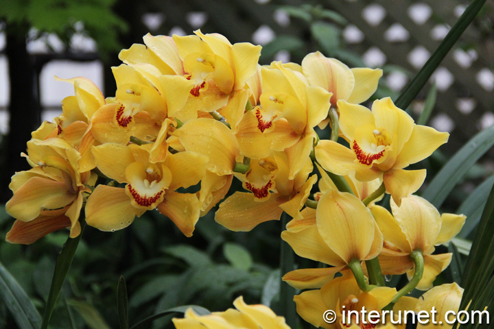 beautiful-yellow-flowers