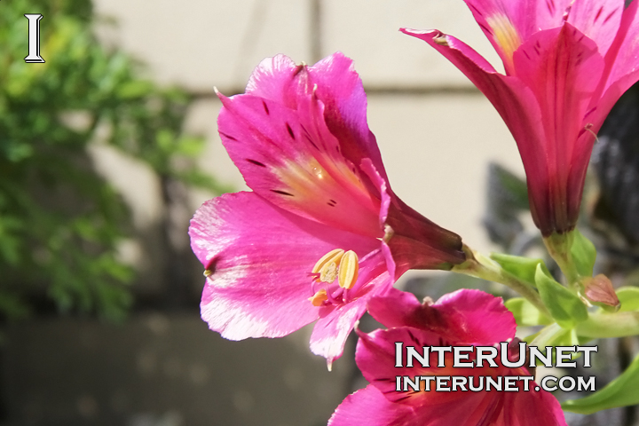 pink-flower