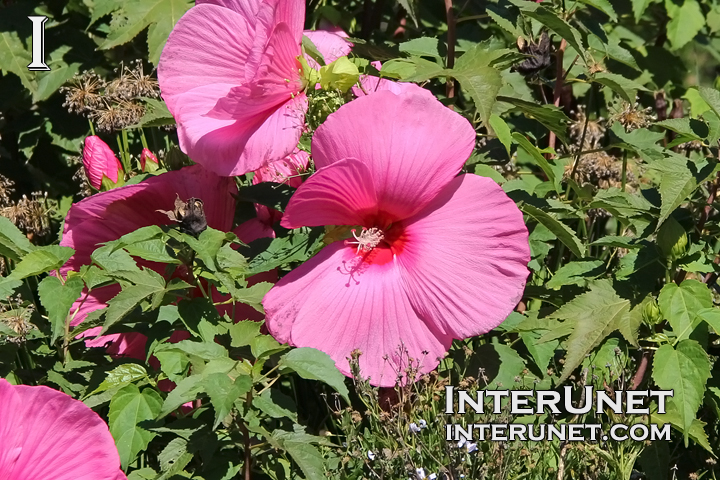beautiful-pink-flowers