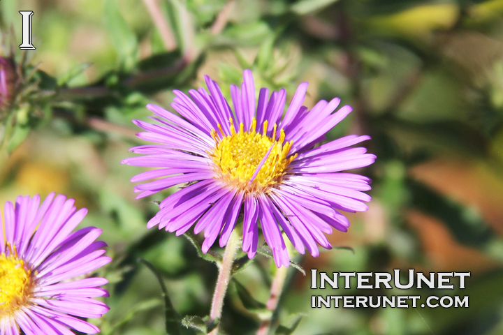 beautiful-purple-flower
