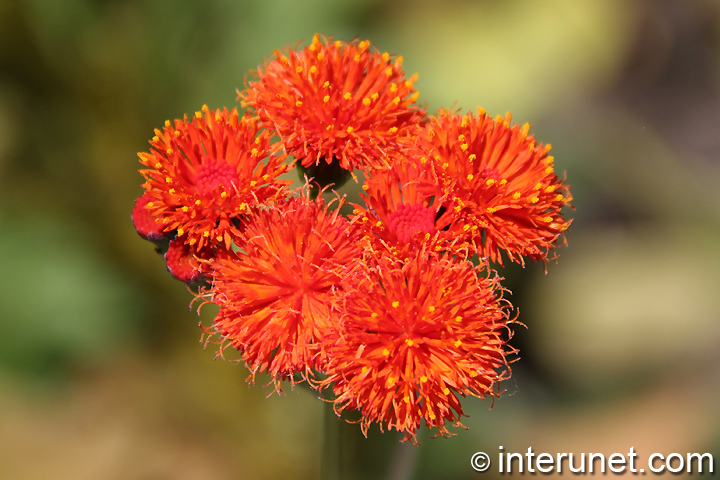 beautiful-spring-flowers