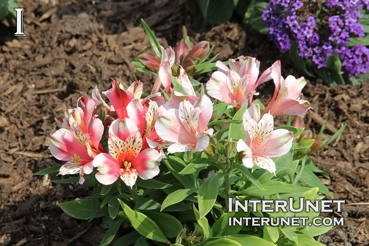 beautiful-spring-flowers