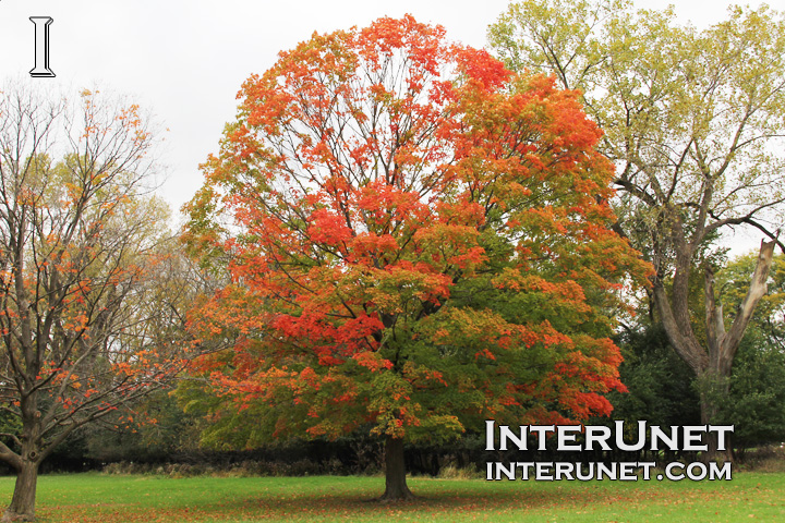 beautiful-tree-in-fall
