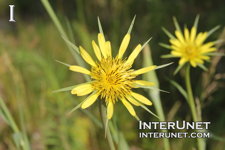 beautiful-yellow-flower