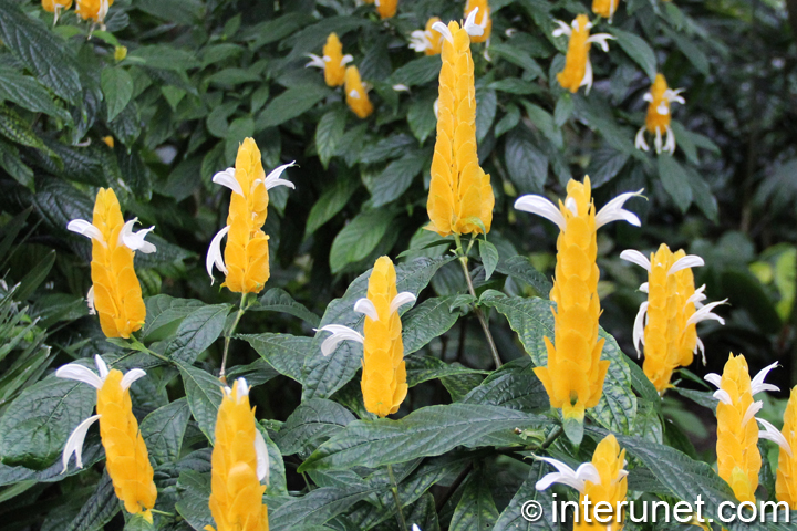 beautiful-yellow-flowers