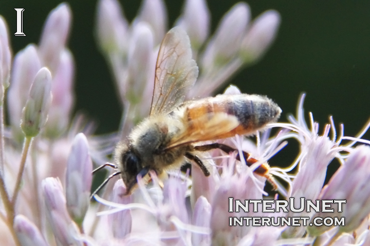 bee-on-the-flower