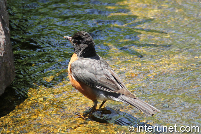 bird in the water