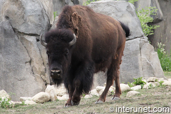 bison