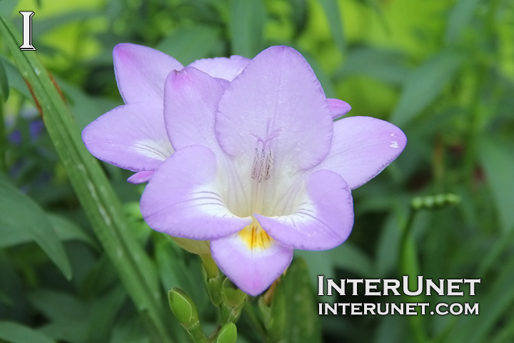 beautiful-blue-flower