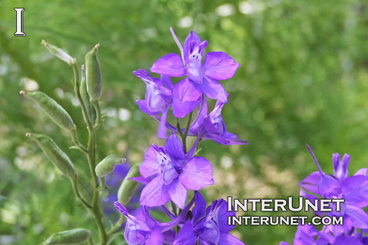 amazing-blue-flowers