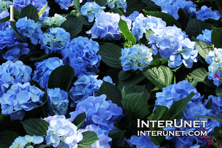 amazing-blue-flowers