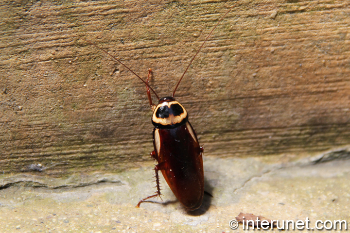 bug-trying-to-climb-on-the-wall