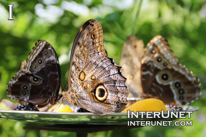 butterflies-having-lunch 