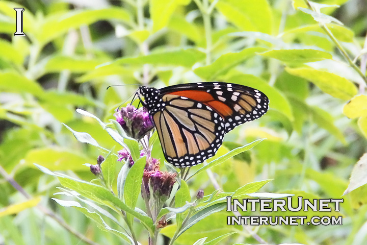 butterfly-on-the-flower-amazing