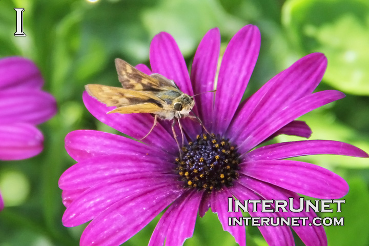 butterfly-on-the-flower
