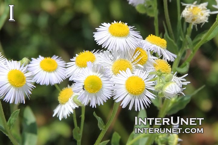 chamomile