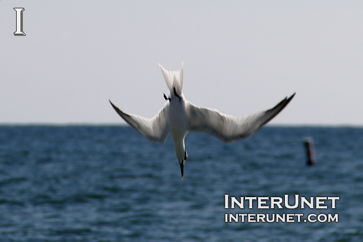 common-tern-fishing-Florida-beaches-birds