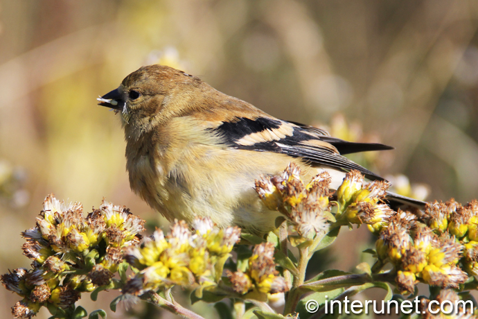 cute-small-bird